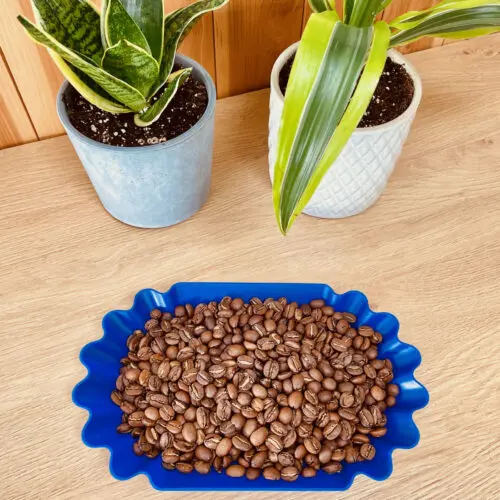 Dark Roast vs. Light Roast: 5 Mind-Blowing Differences 5 tray of medium roast coffee beans beside two plants