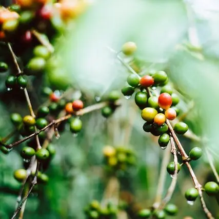 coffee cherries on plant, why organic coffee is better