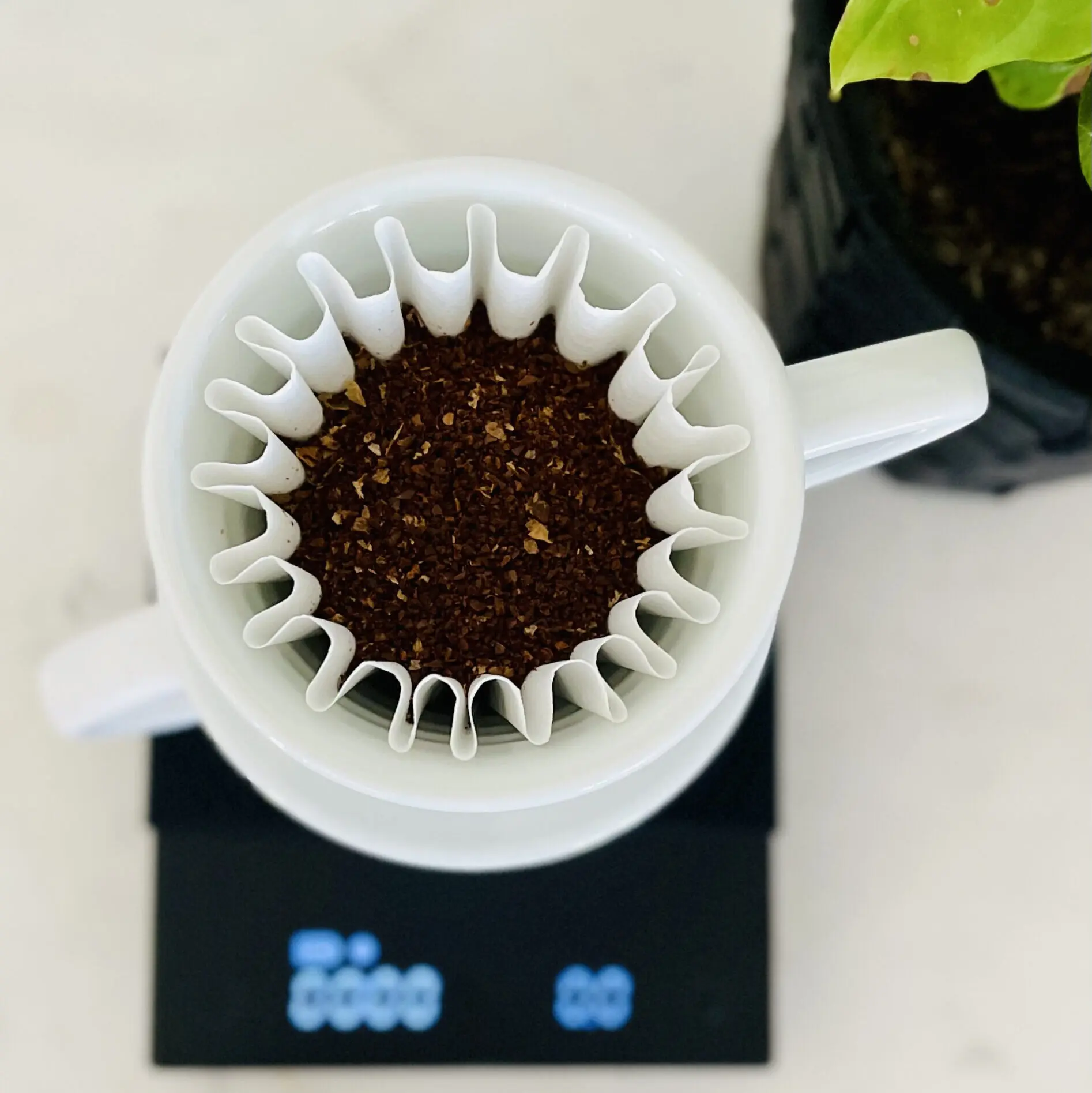 The Best Scale For Coffee: 2026 Top Picks (#1 May Surprise You) 8 Pour over dripper on scale beside plant taken from above, best scale for coffee