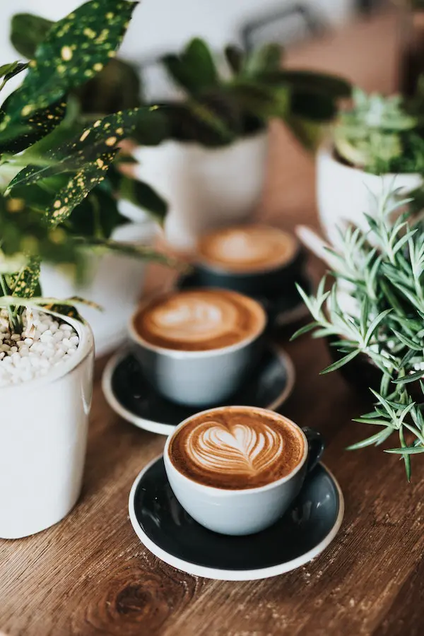 three lattes on wooden surface beside plants, brewing guides