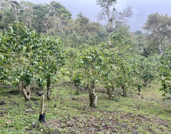 Best Kona Coffee: 2026 Top Picks (Plus How To Spot A Scam) 3 Kona coffee farm