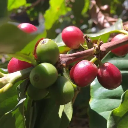 Ethiopian coffee cherries on branch close up