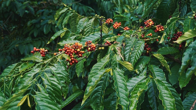coffee plant with coffee cherries on branch