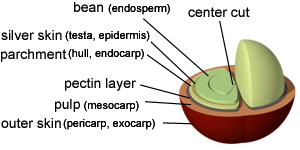 anatomy of a coffee cherry