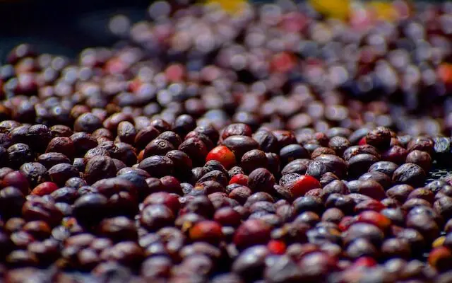 ripe coffee cherries in drying bed close up, coffee cherry