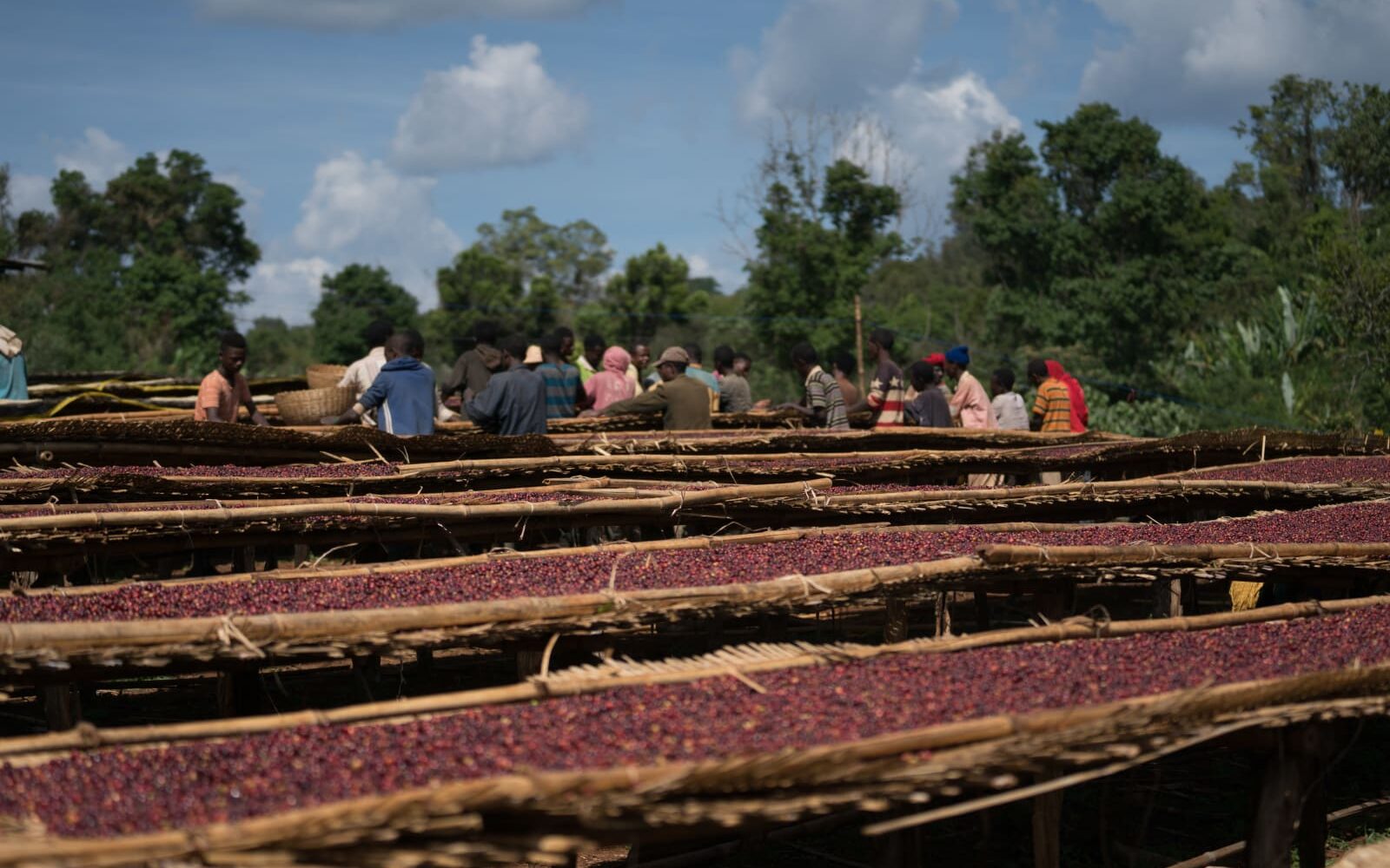 Ethiopian coffee farm beds with workers sorting