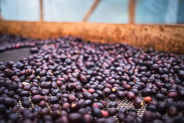natural process coffee beans in bed close up