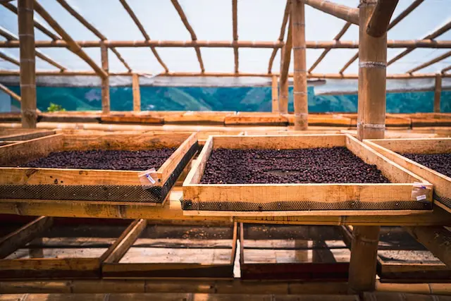 natural process coffee beans drying in raised beds