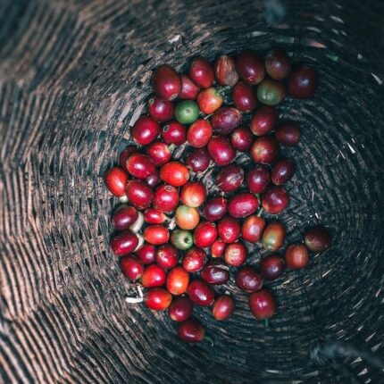 ripe coffee cherry in bottom of wicker basket