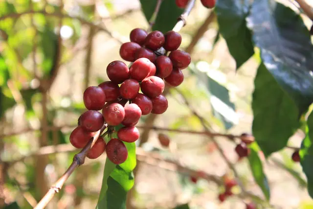 ripe red coffee cherries on branch close up