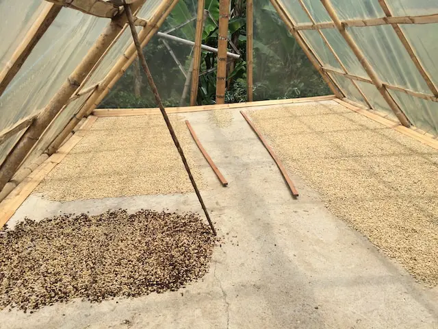 washed coffee beans in drying bed