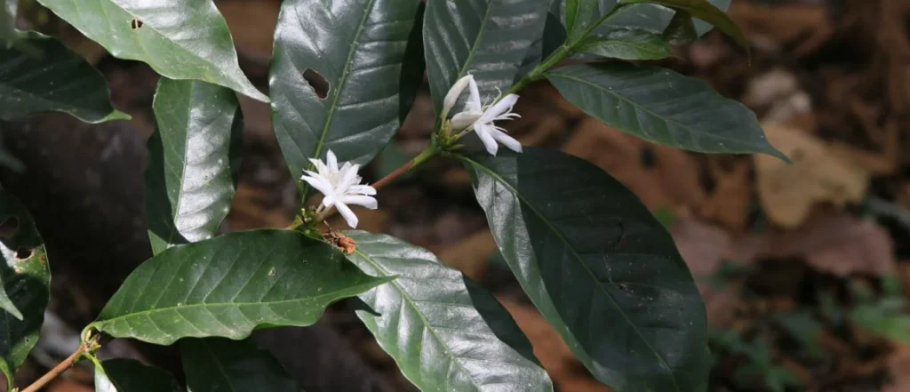 Mexico El Rosario organic coffee beans
