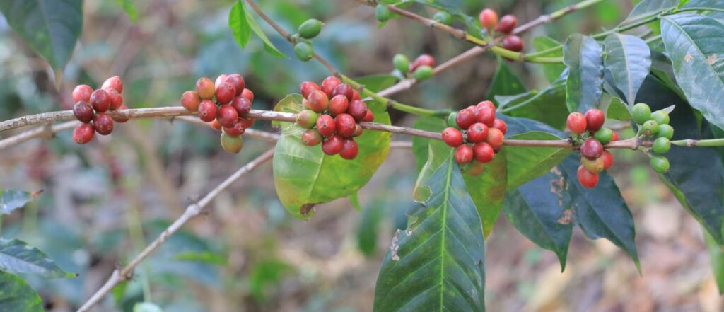 red ethiopia coffee cherries on branch